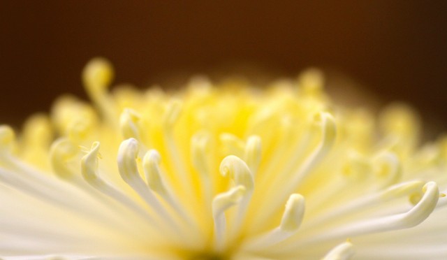 平安のフラワーセラピー「菊の着せ綿」…紫式部のうたう雅びな花養生。