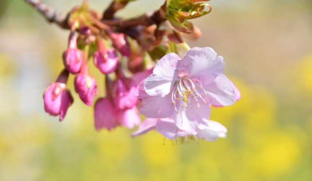 河津桜。春の力を自分で利用するセルフモニタリング