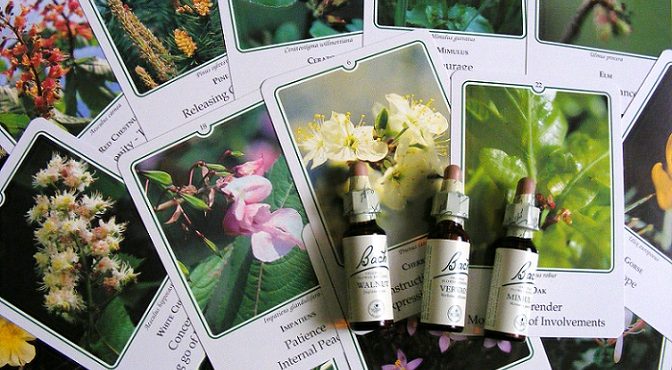 花療法=バッチフラワーレメディとは - とも治療室