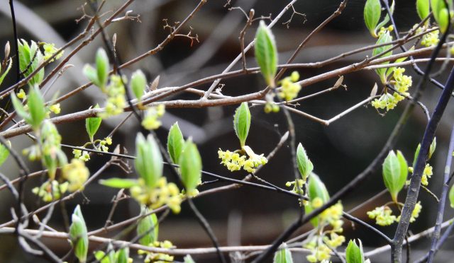 奥会津金山クロモジの芳香蒸留水 とも治療室