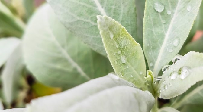 伝統の香草　ホワイトセージ