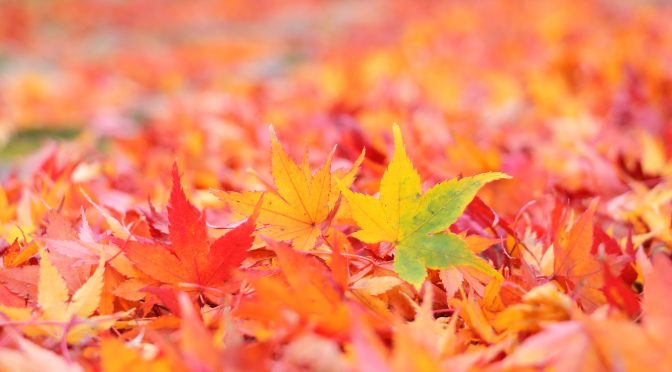 立冬。冬の養生は…